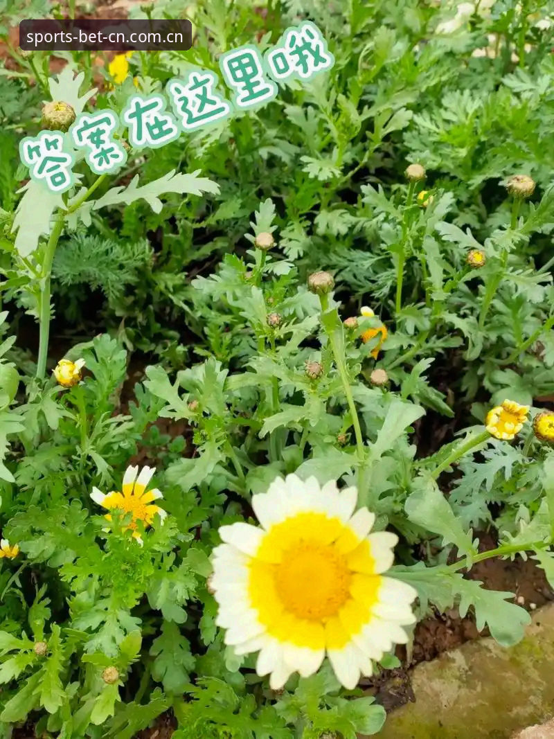 你真的需要花3秒钟等一个网页加载完吗？这个问题的答案，决定了你选择体育官网入口在线官方中国站足球数据的理由——不是因为你有多急，而是因为那3秒钟足够让你错过一个进球，然后被迫看一遍慢镜头回放里那个被门将扑掉的单刀，顺便还要听解说员用已经过时的比分调侃主队。